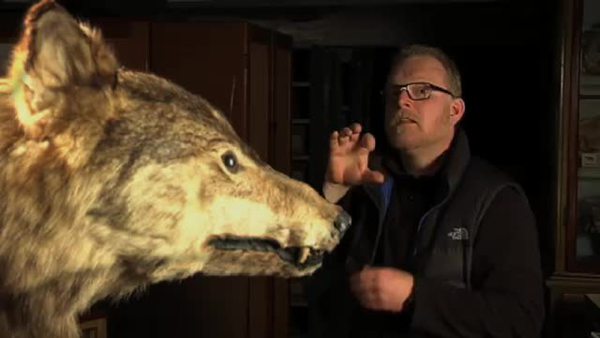 Klik for at se videoen "Ulven kommer "