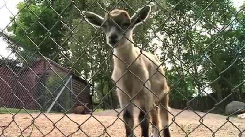 Klik for at se videoen "Danmarks Dyreparker – Munkholm Zoo"