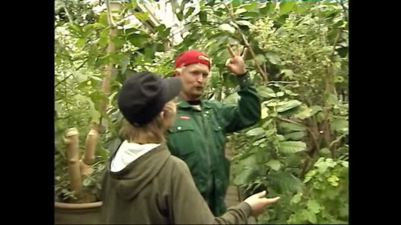 Klik for at se videoen ""Hvor er Didi?" - Botanisk have"