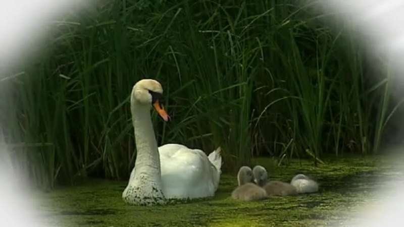 Klik for at se videoen "Danske Herregårde - Bregentved Gods  "