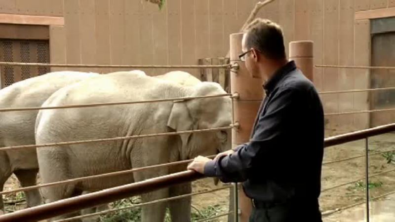 Klik for at se videoen "Den drægtige elefant i ZOO"