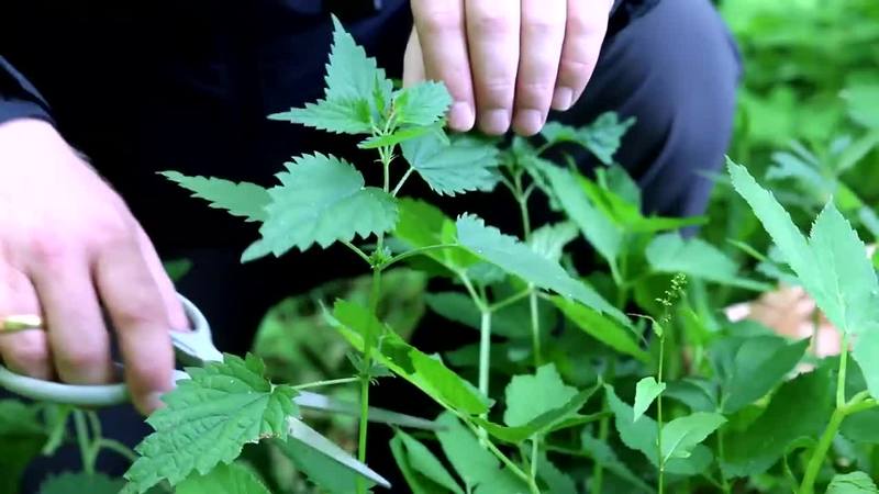 Klik for at se videoen "Smag på naturen - Brændenælder"