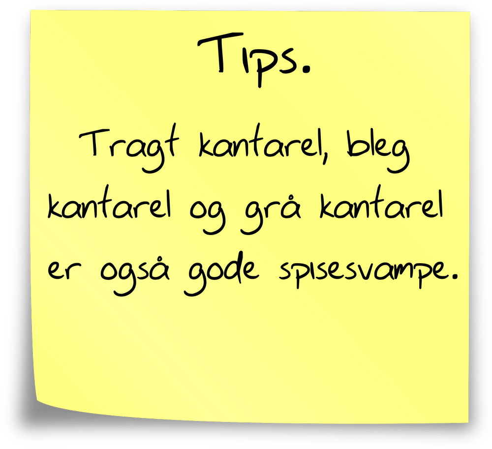 svamptip1